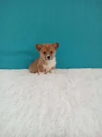 Alex dmclear, a male Pembroke Welsh Corgi for sale in Sugarcreek, OH – Photo 1 of 5