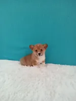 Alex dmclear, a male Pembroke Welsh Corgi for sale in Sugarcreek, OH – Photo 5 of 5