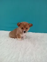 Alex dmclear, a male Pembroke Welsh Corgi for sale in Sugarcreek, OH – Photo 3 of 5