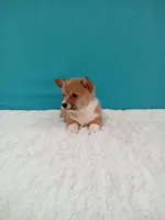 Alex dmclear, a male Pembroke Welsh Corgi for sale in Sugarcreek, OH – Photo 4 of 5