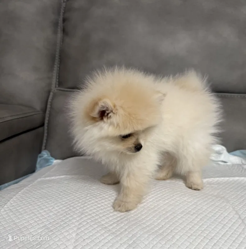 Puppy – Pomeranian puppy for sale in Sacramento, CA