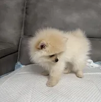 Puppy, a male Pomeranian for sale in Sacramento, CA – Photo 1 of 2