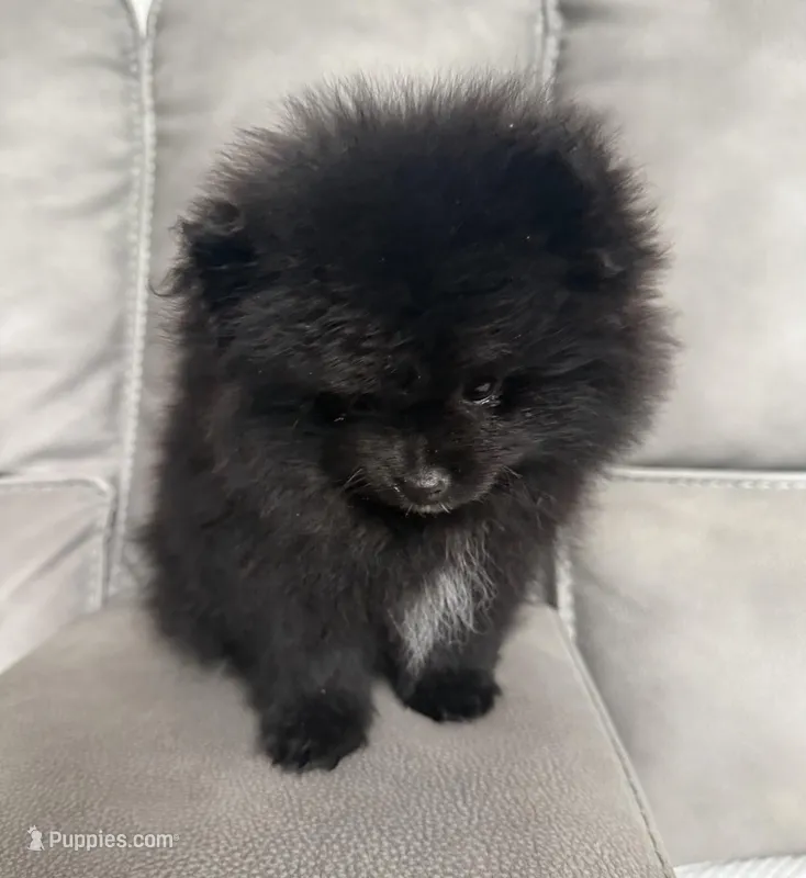 Puppy  – Pomeranian puppy for sale in Sacramento, CA