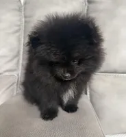 Puppy , a female Pomeranian for sale in Sacramento, CA – Photo 1 of 3