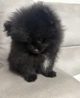 Puppy , a female Pomeranian for sale in Sacramento, CA – Photo 2 of 3