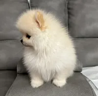 Pupps, a male Pomeranian for sale in Sacramento, CA – Photo 2 of 2