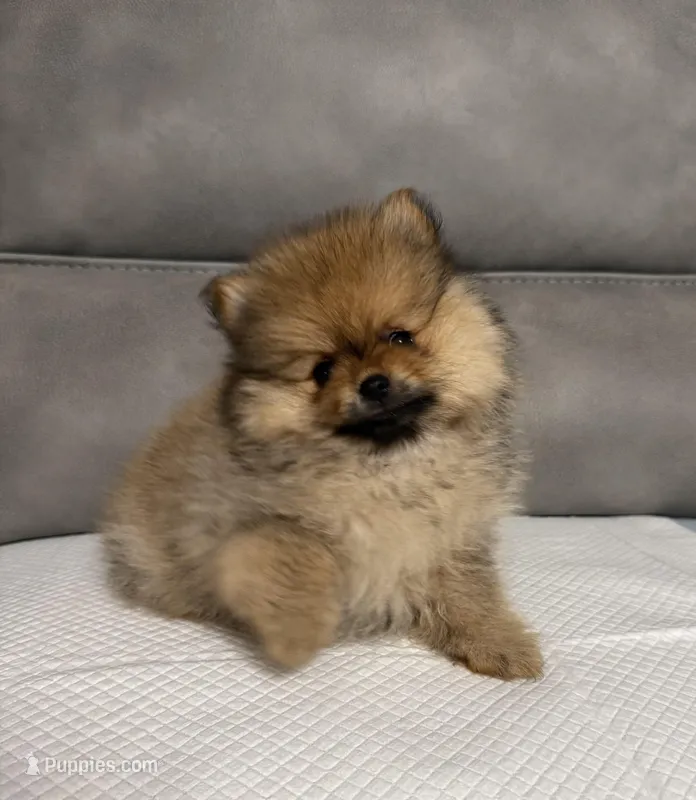 Pupps  – Pomeranian puppy for sale in Sacramento, CA