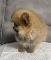 Pupps , a male Pomeranian for sale in Sacramento, CA – Photo 2 of 2