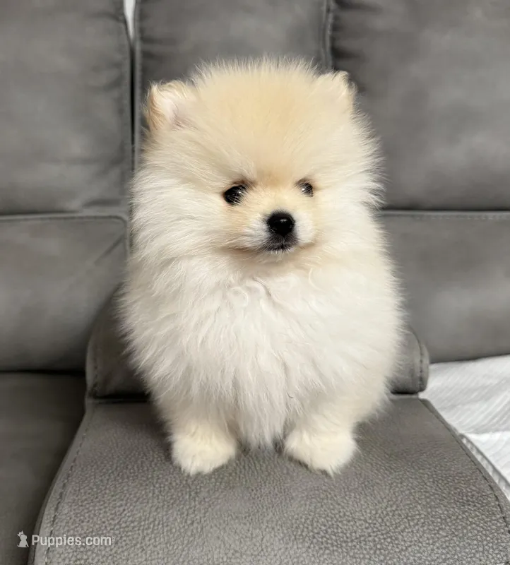Pupps – Pomeranian puppy for sale in Sacramento, CA