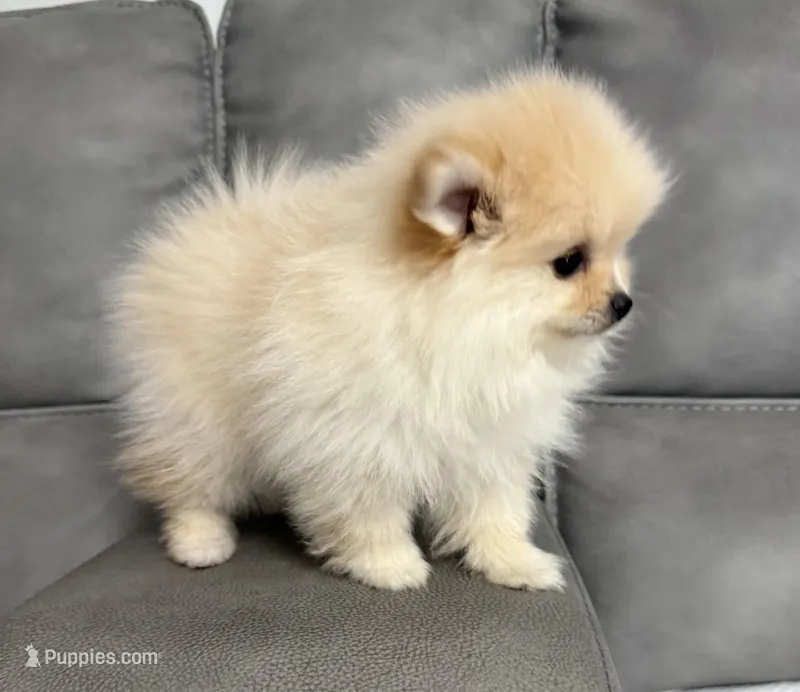 Pomeranian  – Pomeranian puppy for sale in Sacramento, CA