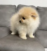 Pomeranian , a female Pomeranian for sale in Sacramento, CA – Photo 2 of 2