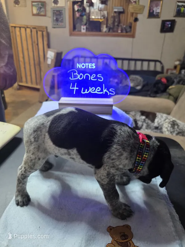 Bones – German Shorthaired Pointer puppy for sale in Custer, WI
