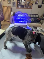 Bones, a male German Shorthaired Pointer for sale in Custer, WI – Photo 2 of 2