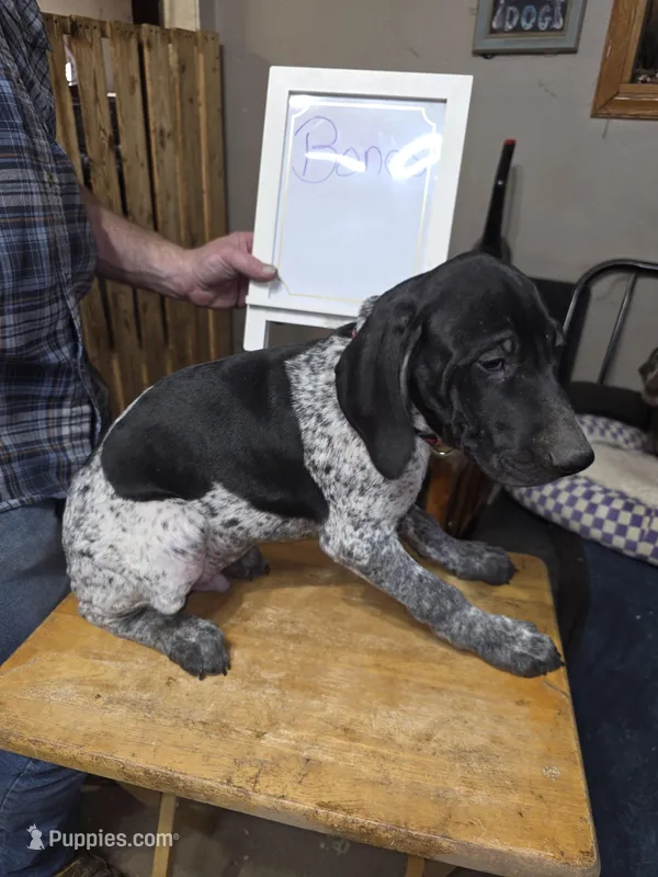 Bones – German Shorthaired Pointer puppy for sale in Custer, WI