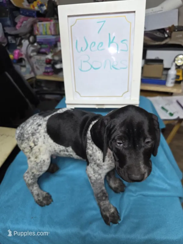 Bones – German Shorthaired Pointer puppy for sale in Custer, WI