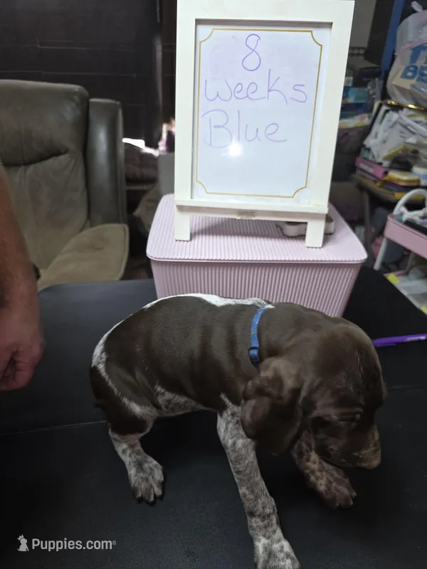 Blue – German Shorthaired Pointer puppy for sale in Custer, WI