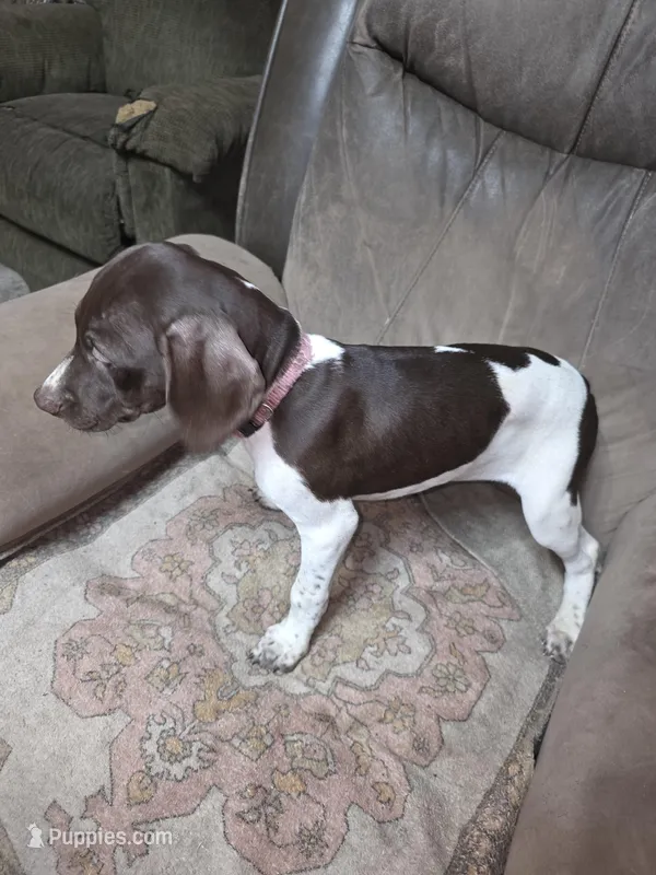 Pink – German Shorthaired Pointer puppy for sale in Custer, WI
