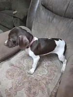 Pink, a female German Shorthaired Pointer for sale in Custer, WI – Photo 2 of 2