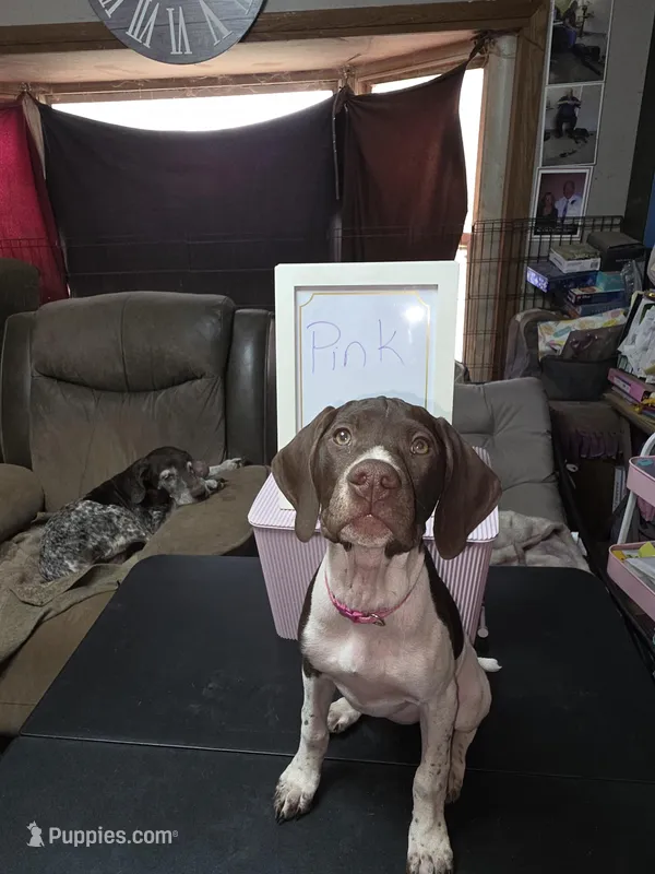 Pink – German Shorthaired Pointer puppy for sale in Custer, WI