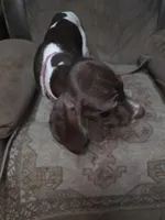 Pink, a female German Shorthaired Pointer for sale in Custer, WI – Photo 1 of 2