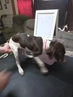 Pink, a female German Shorthaired Pointer for sale in Custer, WI – 5 of 9