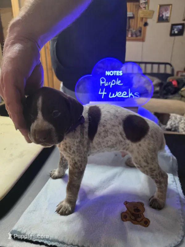 Purple – German Shorthaired Pointer puppy for sale in Custer, WI