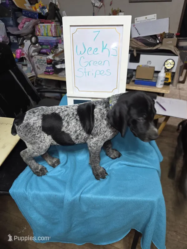 Green Stripes – German Shorthaired Pointer puppy for sale in Custer, WI