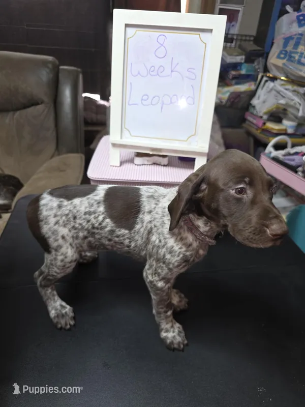 Leopard  – German Shorthaired Pointer puppy for sale in Custer, WI
