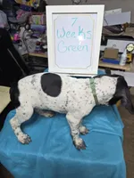 Green, a male German Shorthaired Pointer for sale in Custer, WI – Photo 4 of 4