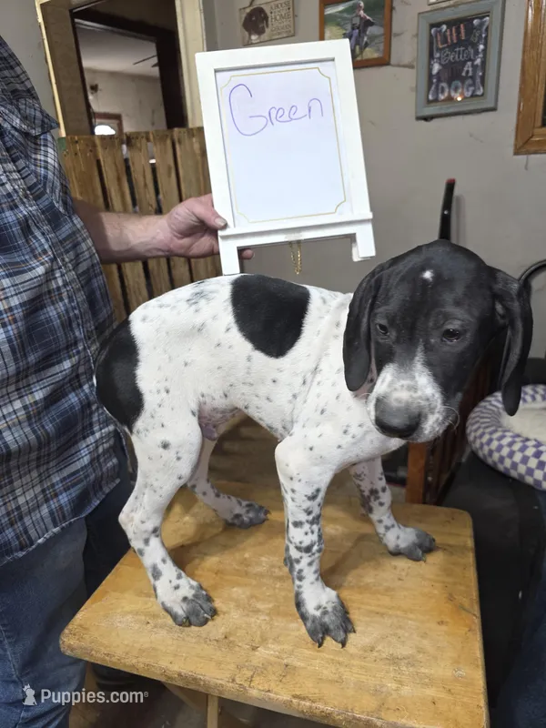 Green – German Shorthaired Pointer puppy for sale in Custer, WI
