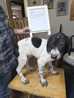 Green, a male German Shorthaired Pointer for sale in Custer, WI – Photo 1 of 4