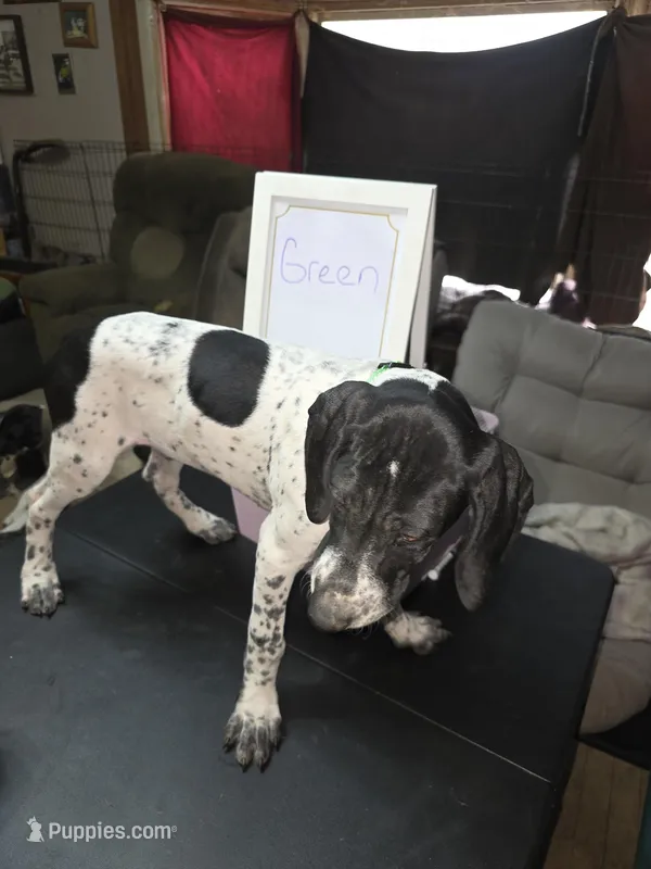 Green – German Shorthaired Pointer puppy for sale in Custer, WI