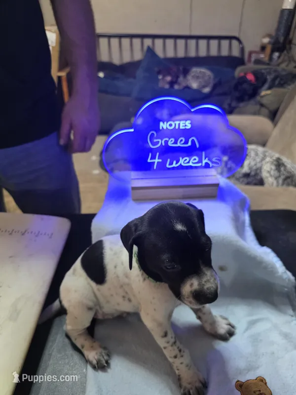 Green – German Shorthaired Pointer puppy for sale in Custer, WI