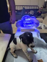 Green, a male German Shorthaired Pointer for sale in Custer, WI – Photo 3 of 4