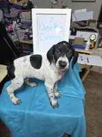 Green, a male German Shorthaired Pointer for sale in Custer, WI – Photo 2 of 4