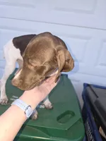 Pink, a female German Shorthaired Pointer for sale in Custer, WI – 8 of 9