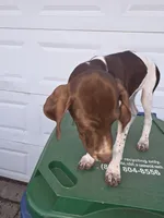 Pink, a female German Shorthaired Pointer for sale in Custer, WI – 6 of 9