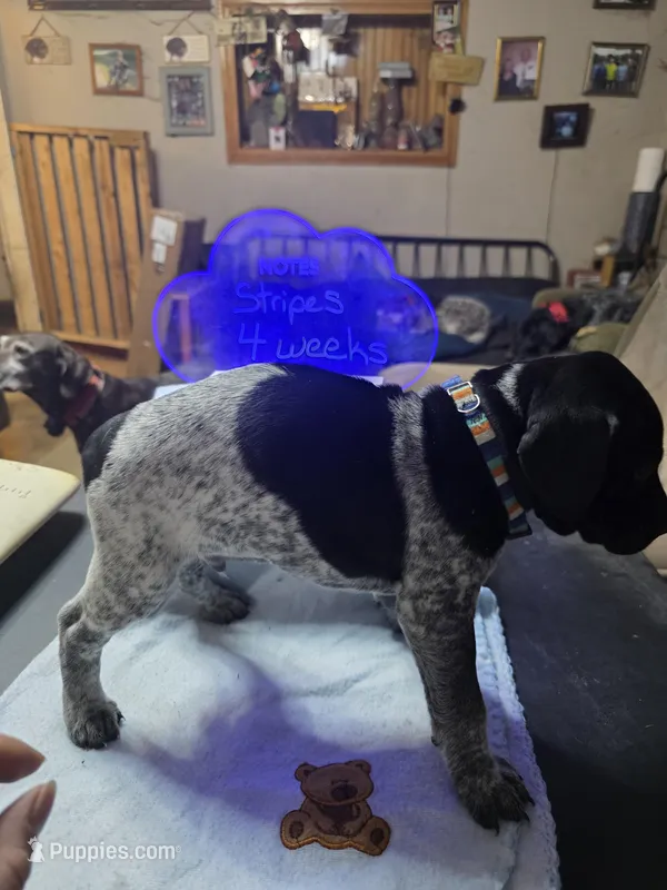 Stripes – German Shorthaired Pointer puppy for sale in Custer, WI