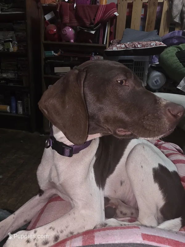 Pink – German Shorthaired Pointer puppy on hold in Custer, WI