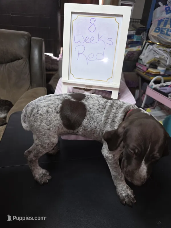 Red – German Shorthaired Pointer puppy for sale in Custer, WI