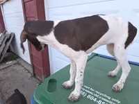 Pink, a female German Shorthaired Pointer for sale in Custer, WI – 7 of 9