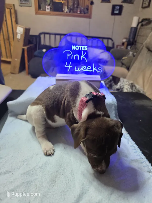 Pink, a female German Shorthaired Pointer for sale in Custer, WI – Photo 1 of 1