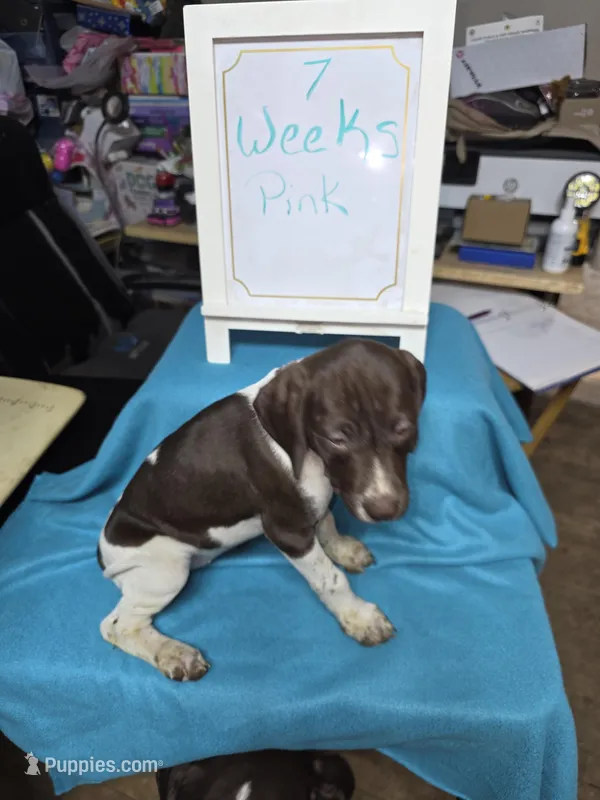 Pink – German Shorthaired Pointer puppy for sale in Custer, WI