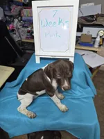 Pink, a female German Shorthaired Pointer for sale in Custer, WI – Photo 1 of 3