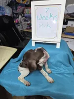 Pink, a female German Shorthaired Pointer for sale in Custer, WI – Photo 3 of 3