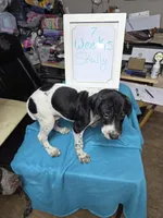 Skully, a male German Shorthaired Pointer for sale in Custer, WI – Photo 2 of 4