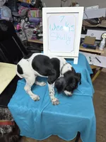 Skully, a male German Shorthaired Pointer for sale in Custer, WI – Photo 4 of 4
