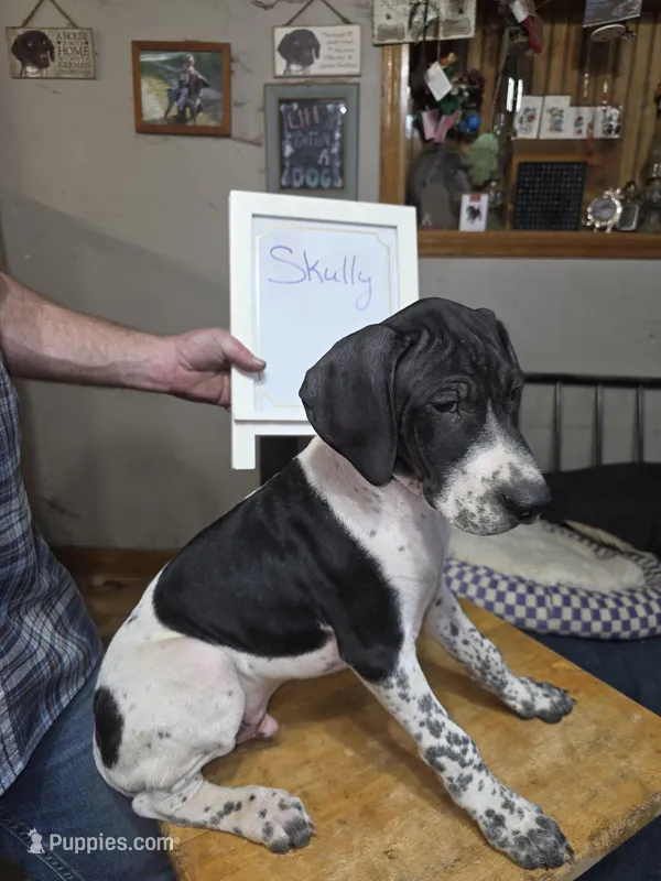 Skully – German Shorthaired Pointer puppy for sale in Custer, WI