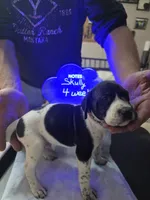 Skully, a male German Shorthaired Pointer for sale in Custer, WI – Photo 3 of 4