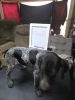 Diesel , a male German Shorthaired Pointer for sale in Custer, WI – Photo 2 of 2